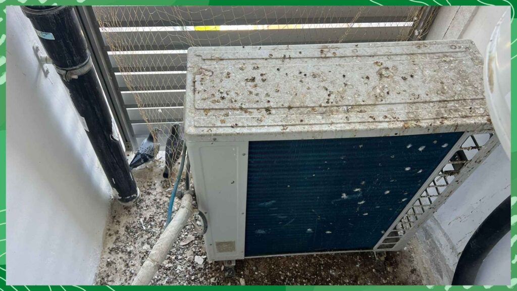 ניקוי לשלשת יונים בקרית ביאליק